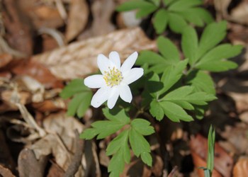 Busch-Windröschen (Anemone nemorosa) - © Philipp Sengl